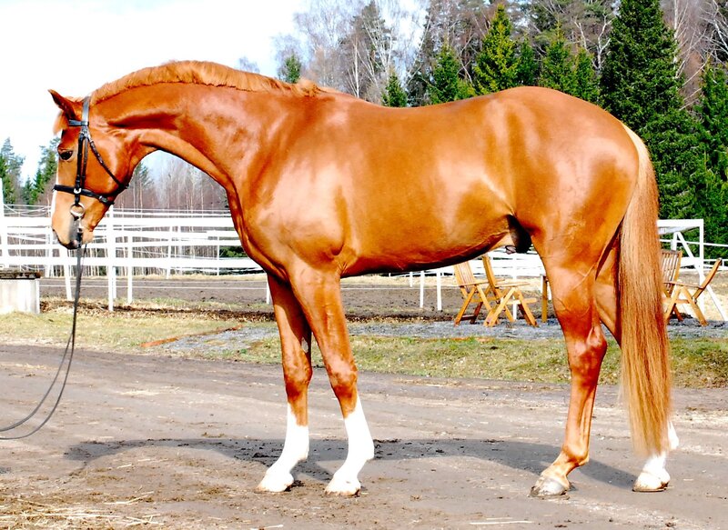 chestnut horse in paddock