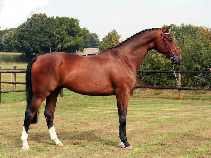 Chestnut Horse in Pasture — Brown, Calm