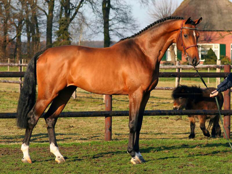 Chestnut Horse in Pasture — Brown