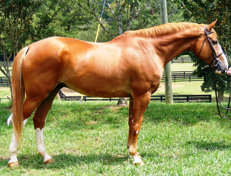 Chestnut Horse in Pasture