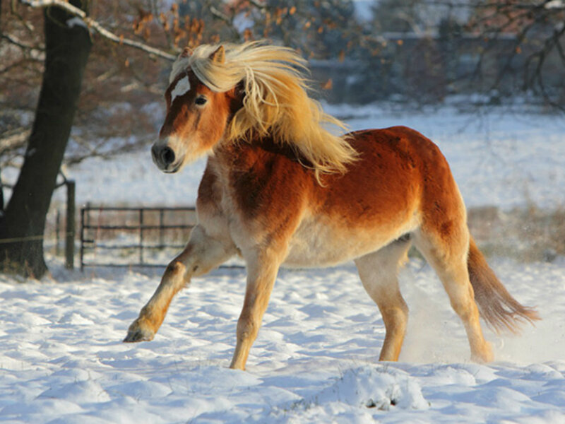 Chestnut Horse in Snow — Brown, Active