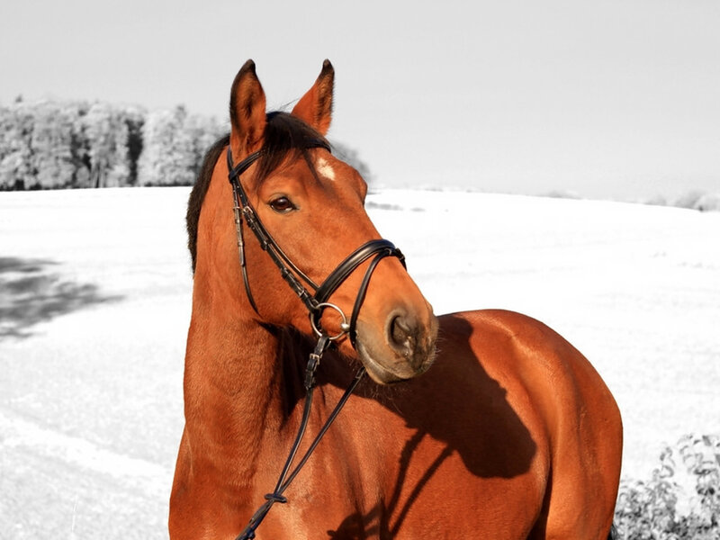 Chestnut Horse in Snow — Brown, Serene