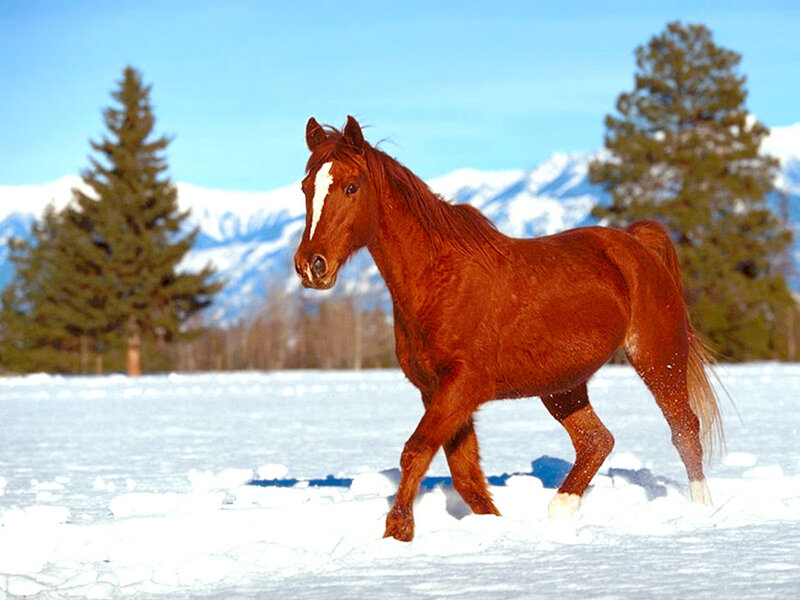 Chestnut Horse in Snow — Brown, Serene, Winter