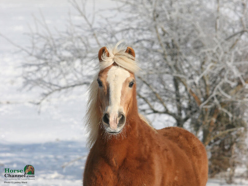 Chestnut Horse in Snow — Brown