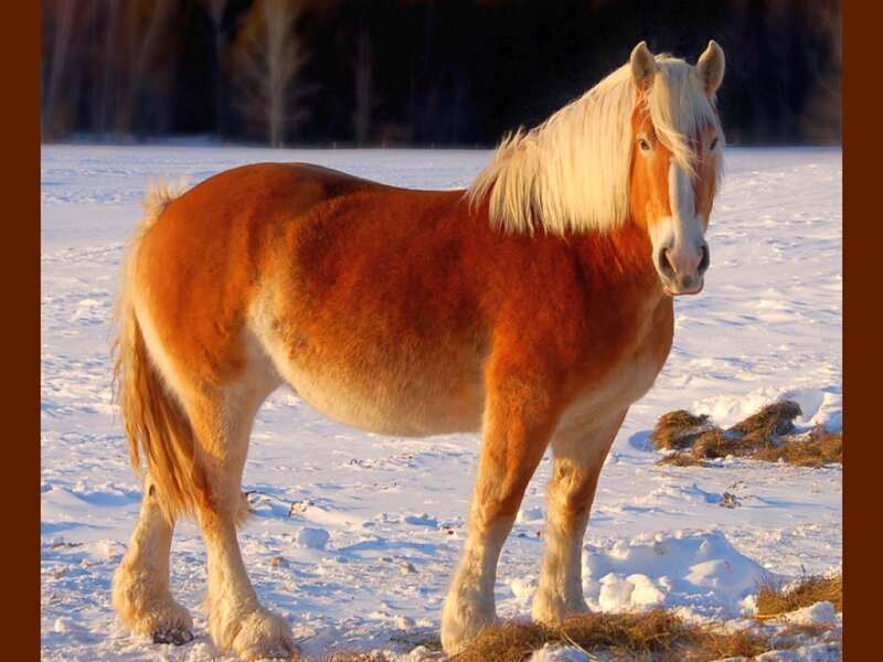 Chestnut Horse in Snow