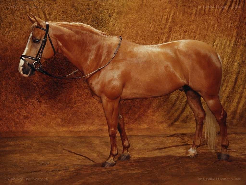 chestnut horse in studio