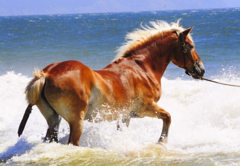 Chestnut Horse in Waves
