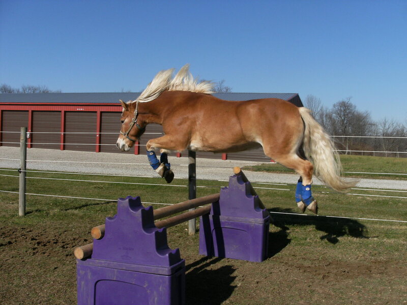 Chestnut Horse Jumping