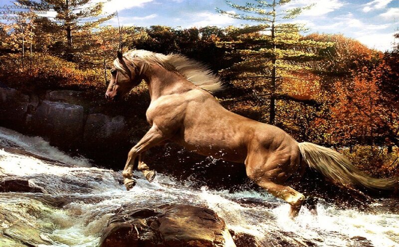 Chestnut Horse Leaping