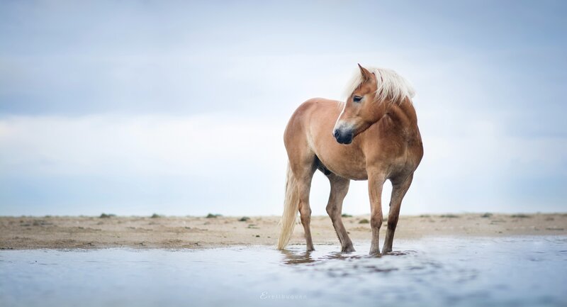 Chestnut Horse on Beach — Brown