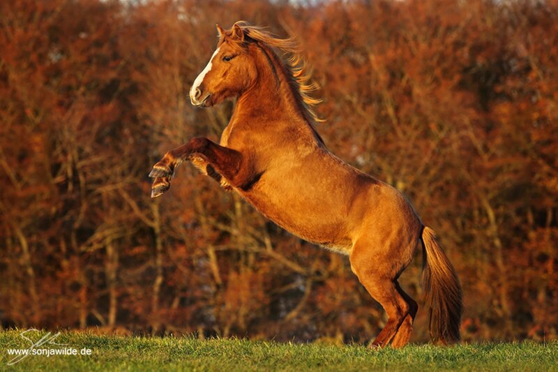 Chestnut Horse Rearing — Brown, Dramatic