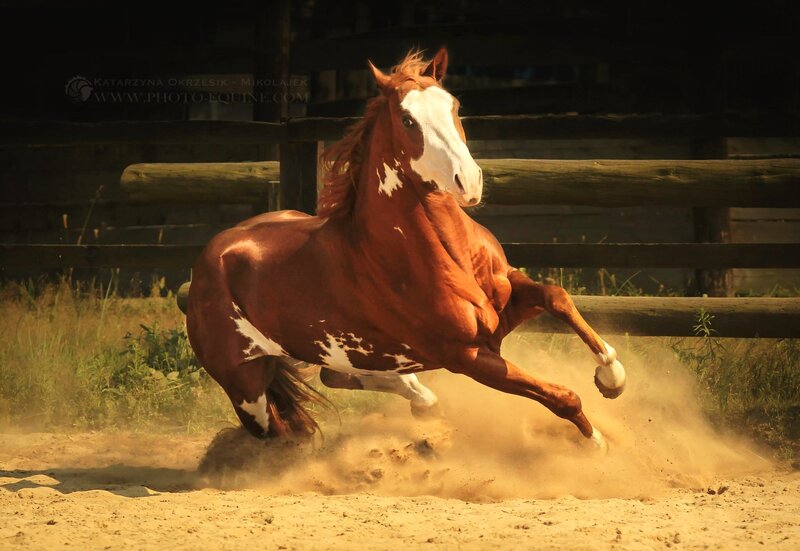 Chestnut Horse Rearing — Brown, Dynamic