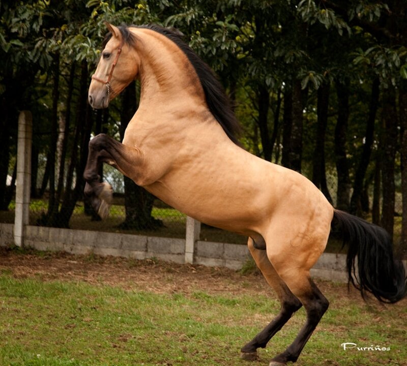 Chestnut Horse Rearing — Brown