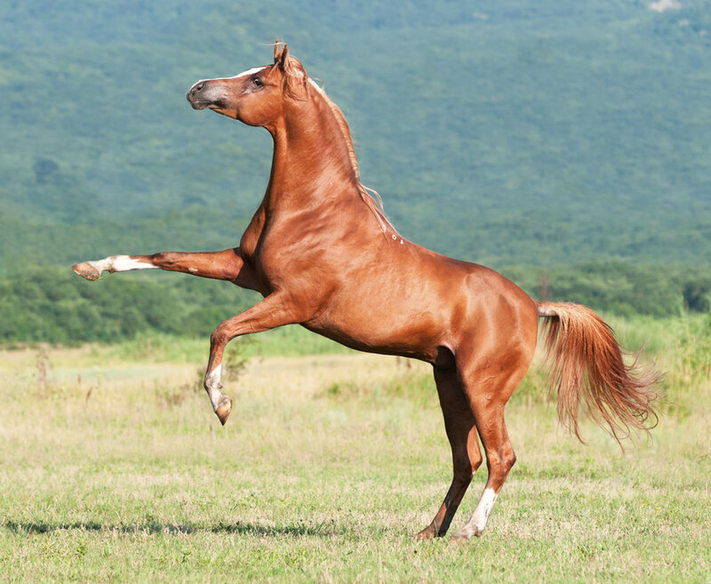 Chestnut Horse Rearing