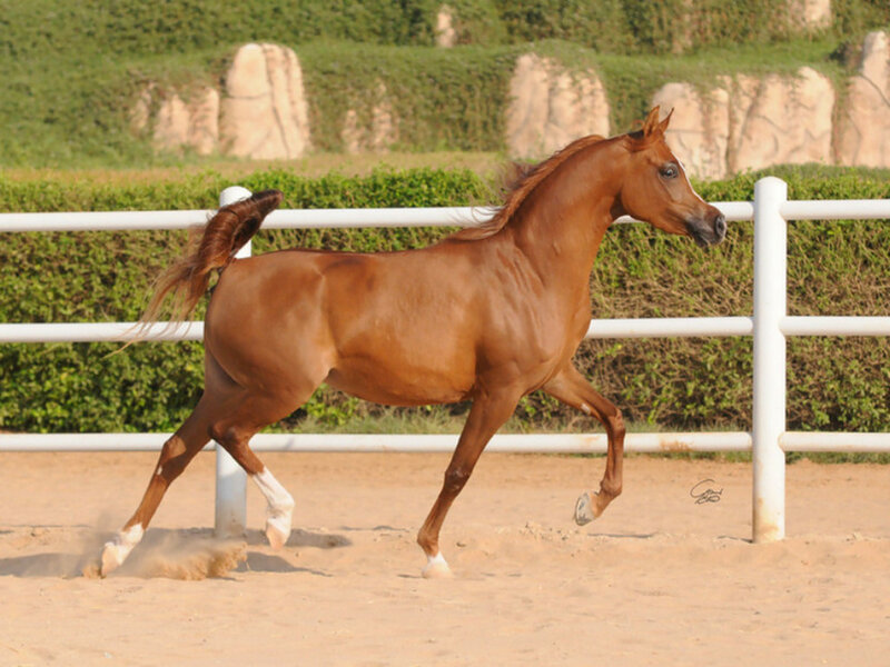 Chestnut Horse Running — Brown, Active, Afternoon, Photograph, Fence, Dust