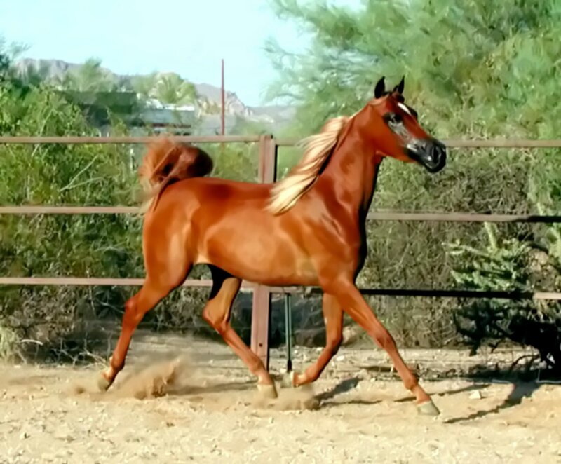Chestnut Horse Running — Brown, Active, Afternoon, Photograph, Fence, Dust, Trees