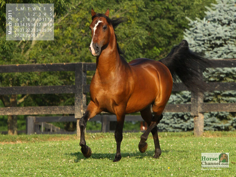Chestnut Horse Running — Brown, Active, Afternoon, Photograph, Fence, Grass