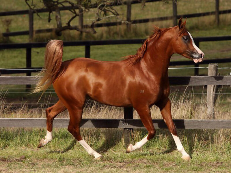 Chestnut Horse Running — Brown, Active, Afternoon, Photograph, Fence, Grass, Tree