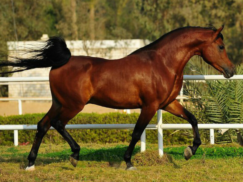 Chestnut Horse Running — Brown, Active, Afternoon, Photograph, Fence, Grass, Trees