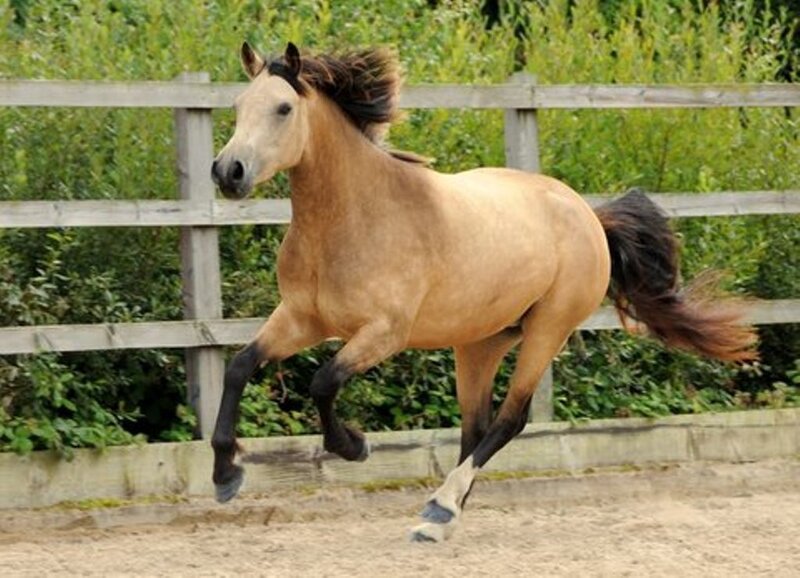 Chestnut Horse Running — Brown, Active, Afternoon, Photograph, Fence