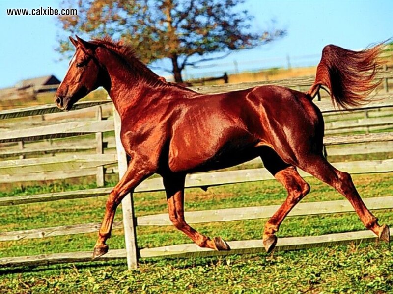 Chestnut Horse Running — Brown, Active, Afternoon, Photograph, Fence, Tree, Grass