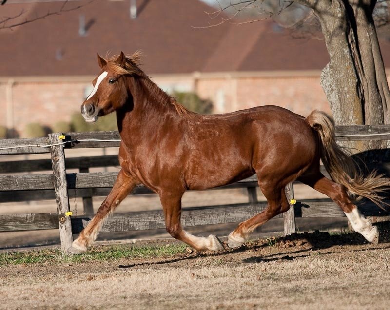 Chestnut Horse Running — Brown, Active, Afternoon, Photograph, Fence, Tree