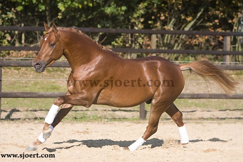 Chestnut Horse Running — Brown, Active, Afternoon, Photograph, Fence, Trees