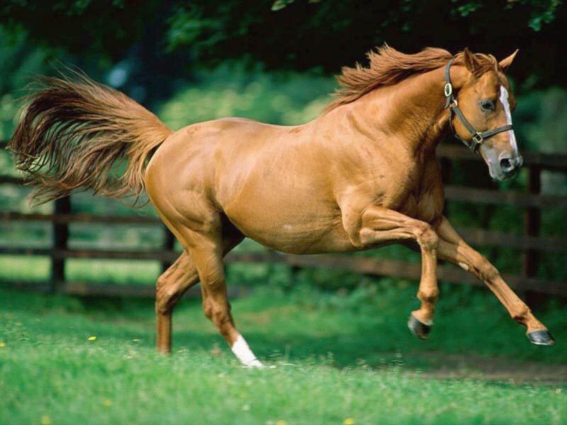 Chestnut Horse Running — Brown, Active, Afternoon, Photograph, Grass, Fence
