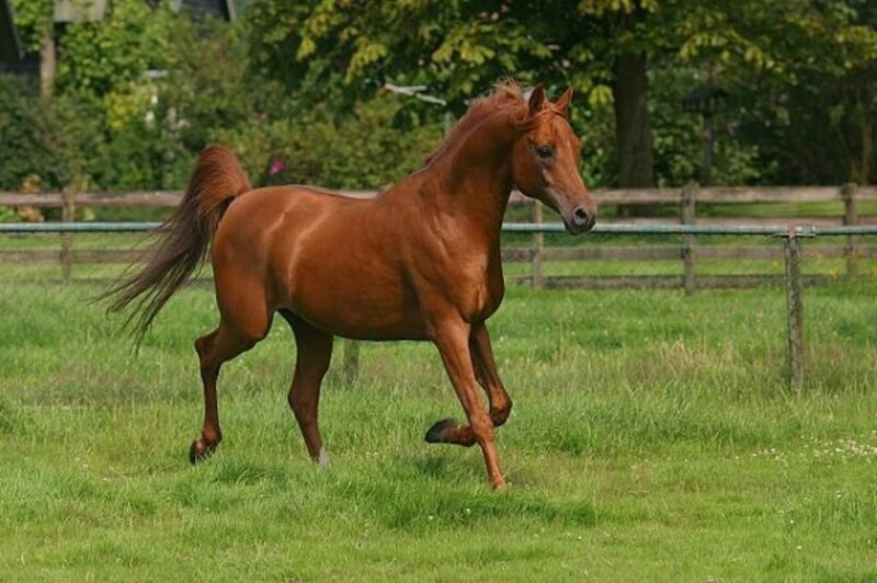 Chestnut Horse Running — Brown, Active, Afternoon, Photograph, Grass Field