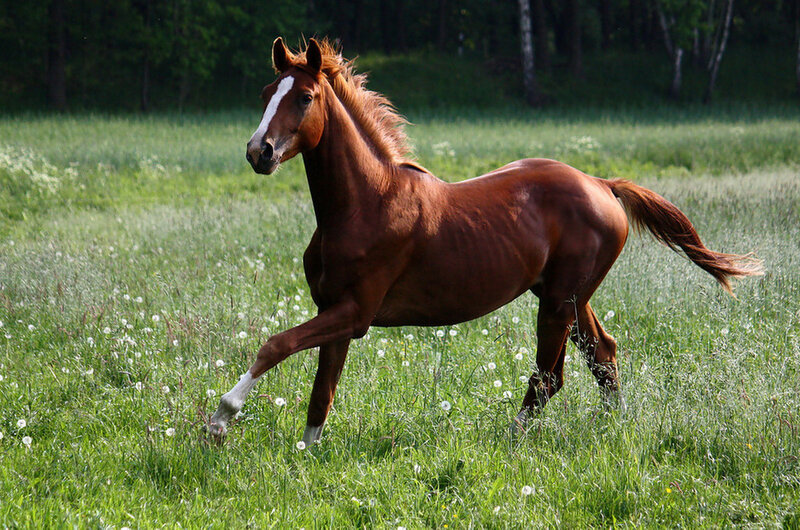 Chestnut Horse Running — Brown, Active, Afternoon, Photograph, Grass Field, Trees, Dandelions