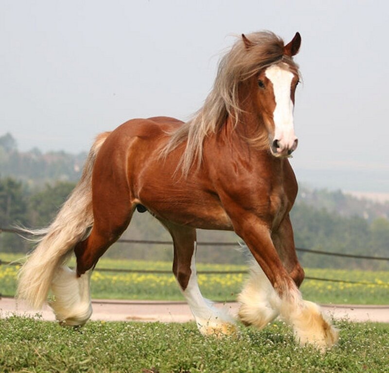 Chestnut Horse Running — Brown, Active, Afternoon, Photograph, Grass