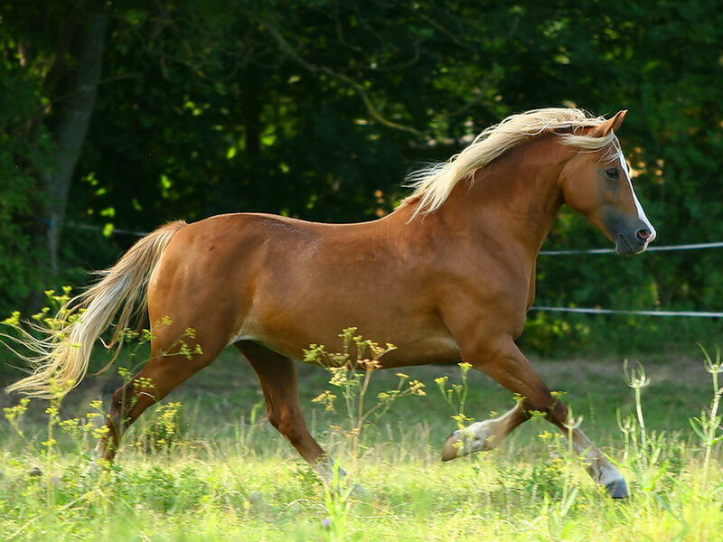 Chestnut Horse Running — Brown, Active, Afternoon, Photograph, Grass, Trees, Fence