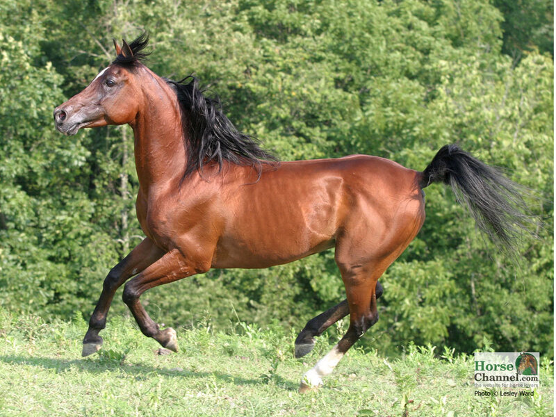 Chestnut Horse Running — Brown, Active, Afternoon, Photograph, Grass, Trees