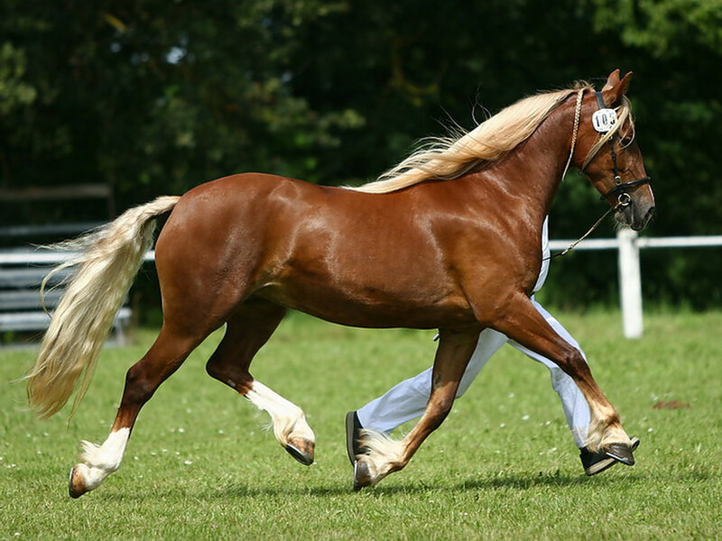 Chestnut Horse Running — Brown, Active, Afternoon, Photograph, Rider