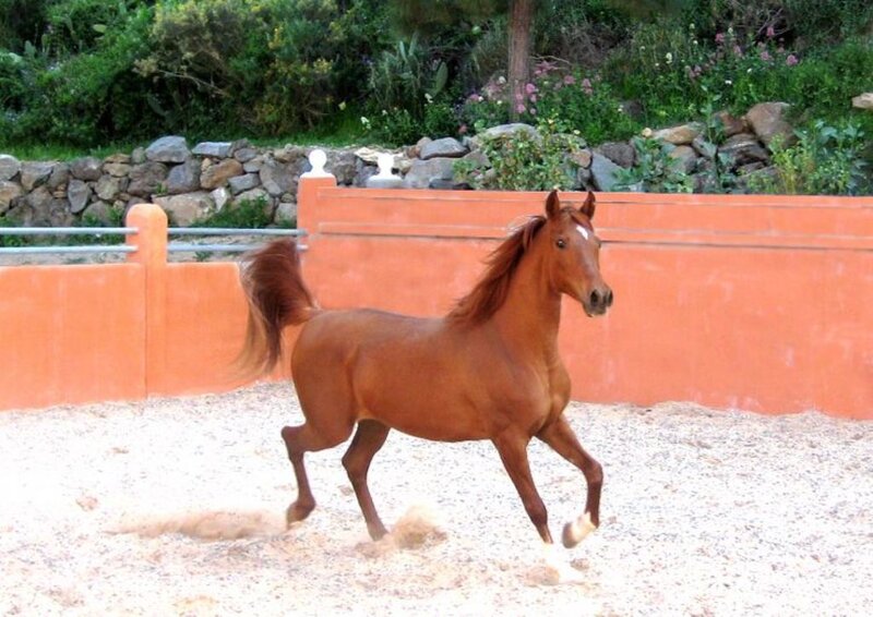 Chestnut Horse Running — Brown, Active, Afternoon, Photograph