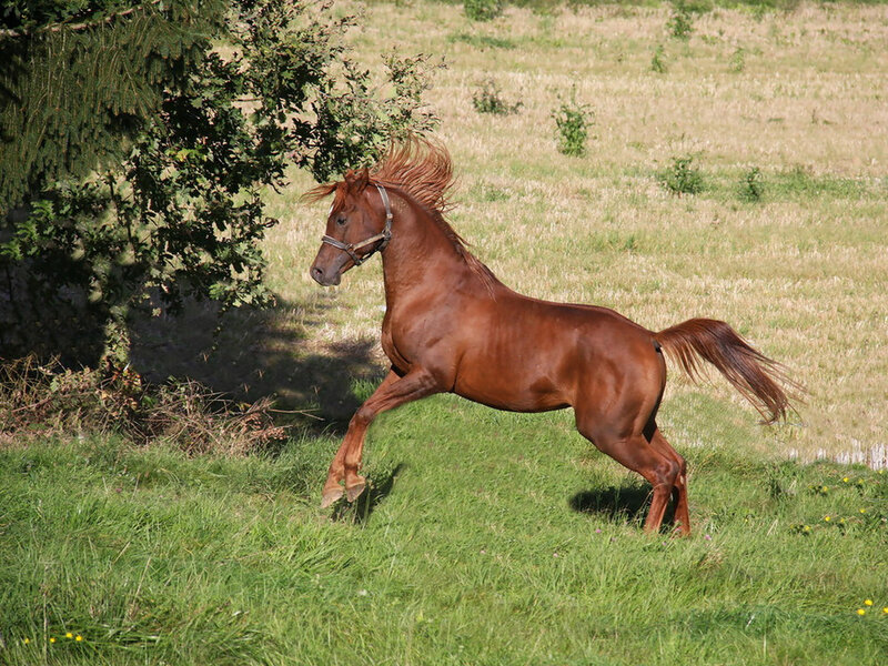 Chestnut Horse Running — Brown, Active, Afternoon, Photograph, Tree