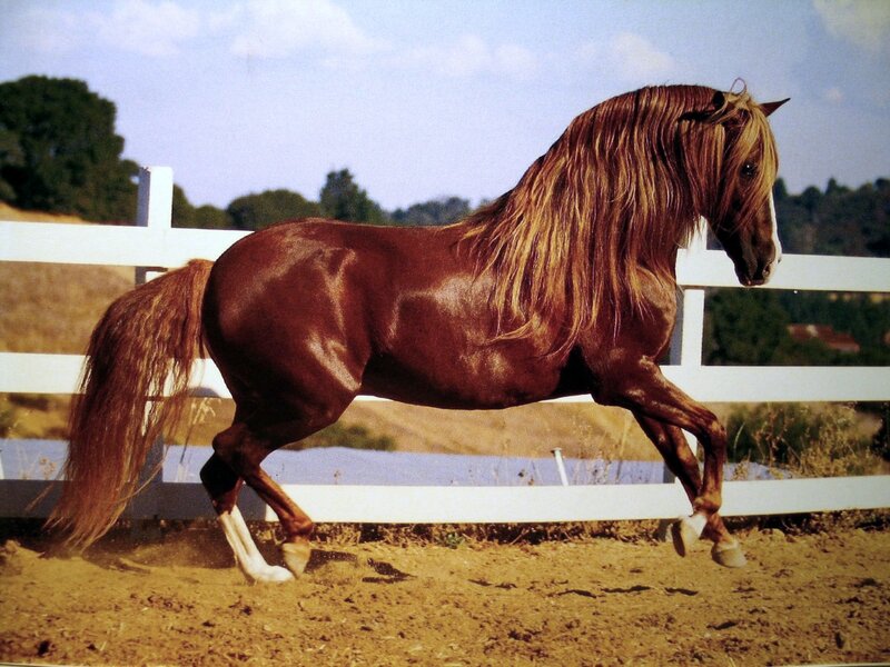 Chestnut Horse Running — Brown, Active, Afternoon, Photograph, White Fence