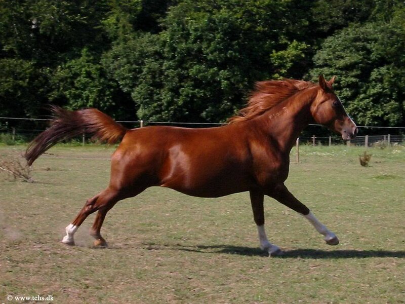 Chestnut Horse Running — Brown, Active, Afternoon