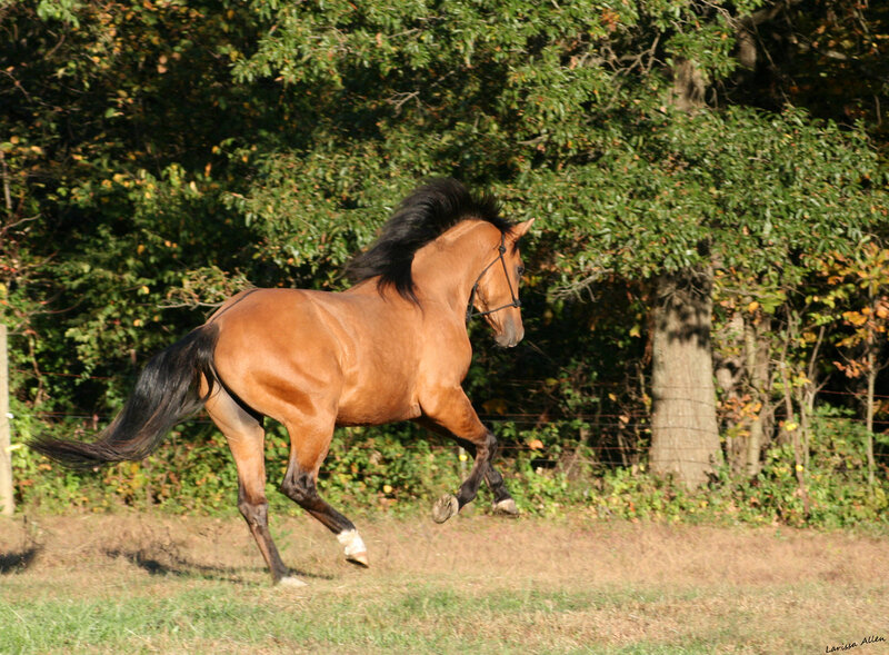 Chestnut Horse Running — Brown, Active, Autumn
