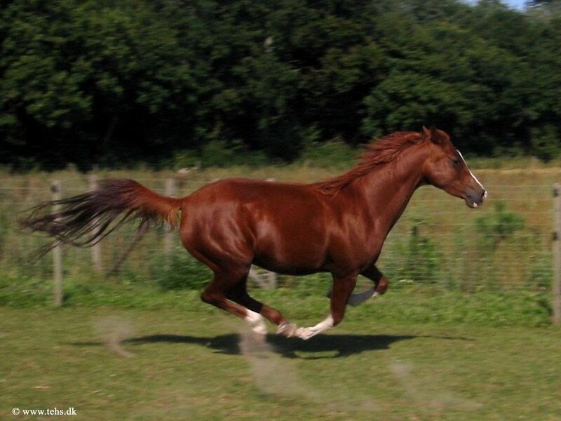 Chestnut Horse Running — Brown, Active