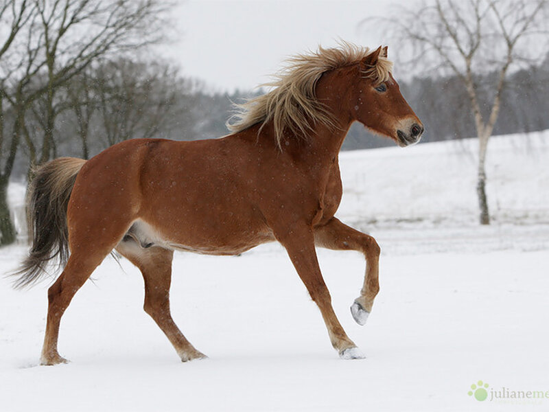 Chestnut Horse Running — Brown, Active, Winter