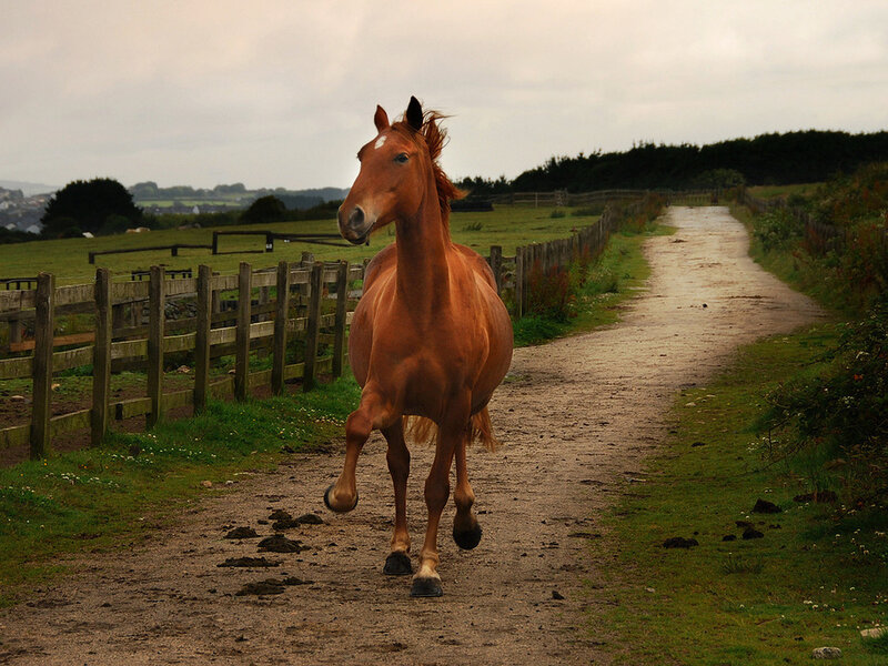 Chestnut Horse Running — Brown, Calm, Afternoon, Photograph, Dirt Path