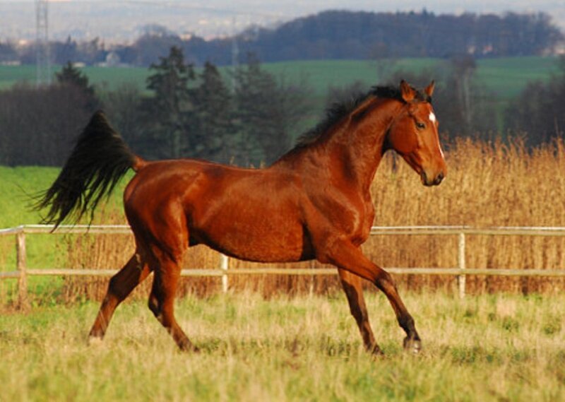 Chestnut Horse Running — Brown, Calm, Afternoon, Photograph, Field