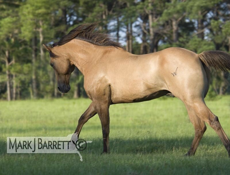 Chestnut Horse Running — Brown, Calm, Afternoon, Photograph, Grass Field