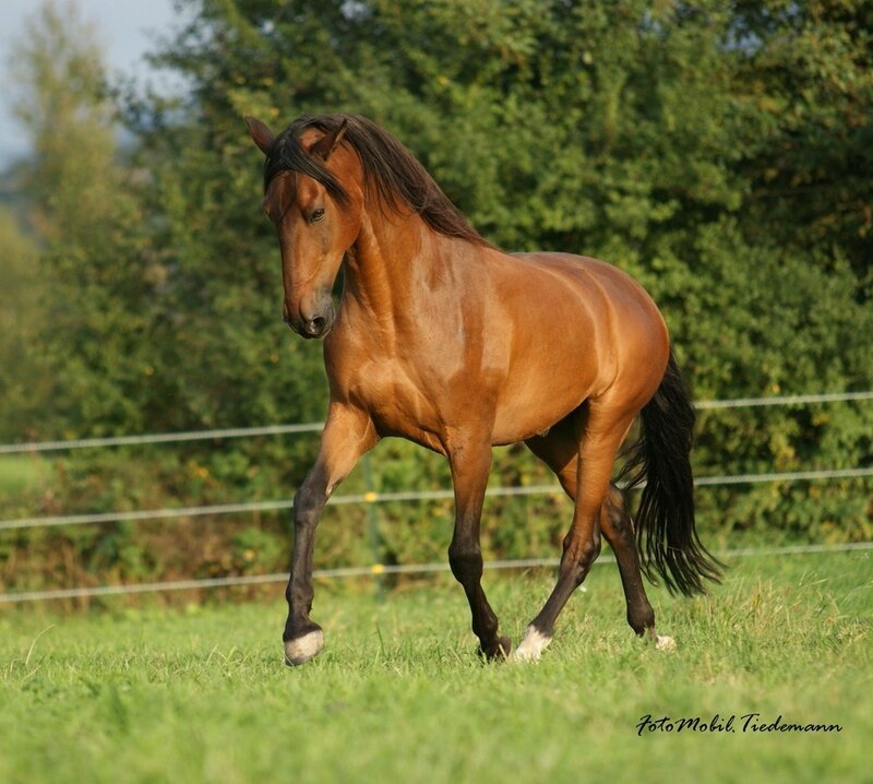 Chestnut Horse Running — Brown, Calm, Afternoon