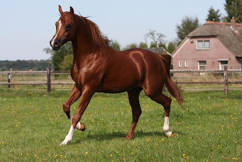 Chestnut Horse Running — Brown, Calm