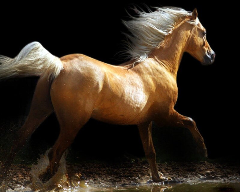Chestnut Horse Running — Brown, Dramatic, Photograph