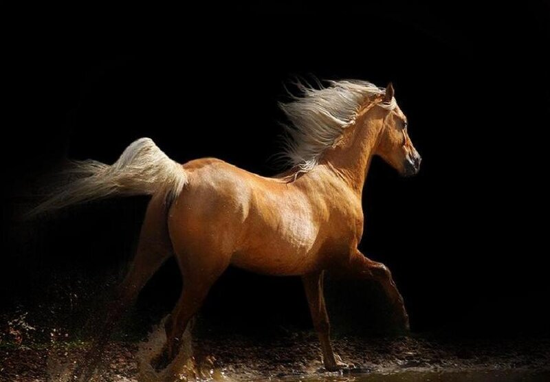 Chestnut Horse Running — Brown, Dramatic