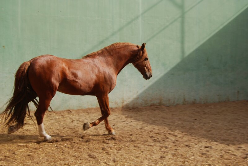 Chestnut Horse Running — Brown, Dynamic, Afternoon, Photograph, Dirt Ground