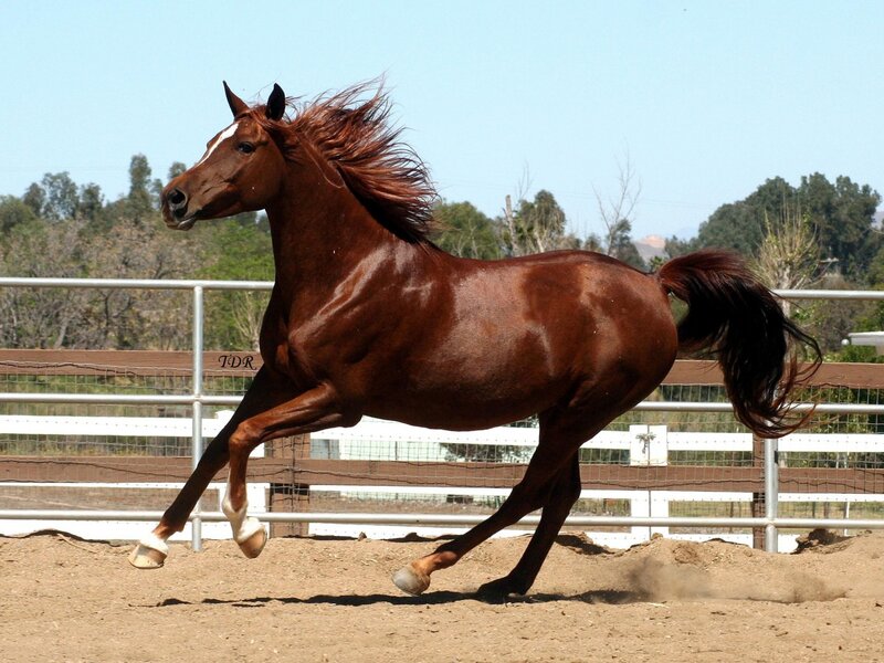 Chestnut Horse Running — Brown, Dynamic, Afternoon, Photograph, Fence, Dirt Ground